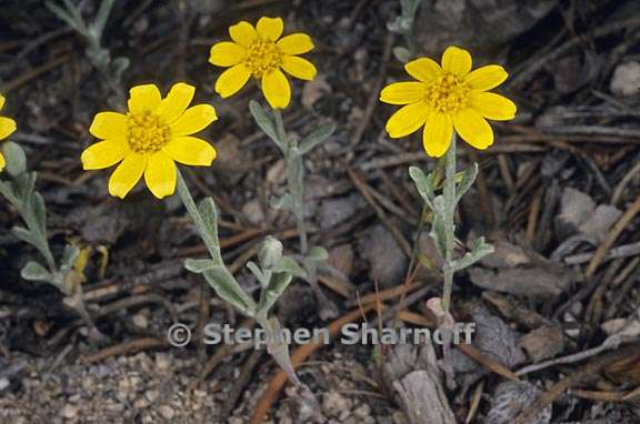 eriophyllum lanatum var obovatum 1 graphic